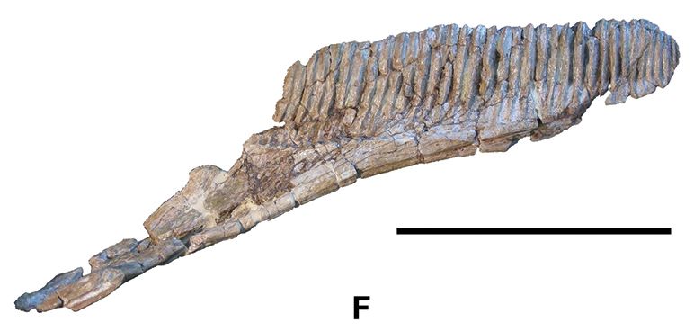 File:Koutalisaurus.jpg