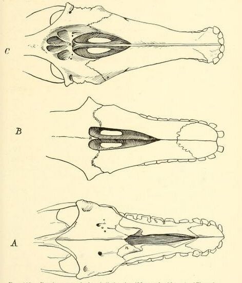 File:Macraucheniidae skulls 2.jpg