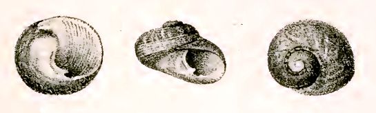 File:Monodonta perplexa 001.jpg