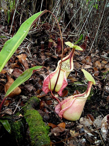 File:Nepenthes rafflesiana white lower pitchers.jpg