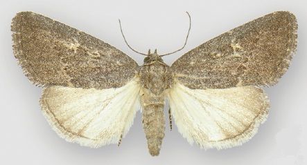 File:Ogdoconta satana female.jpg