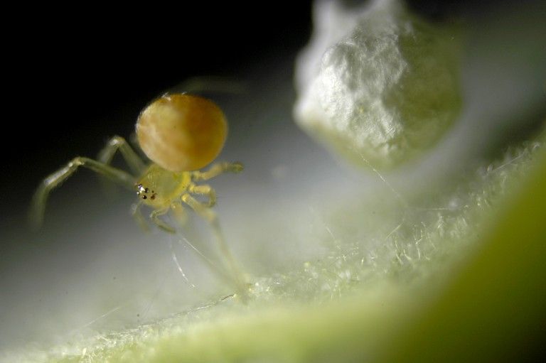 File:Paidiscura pallens.jpg