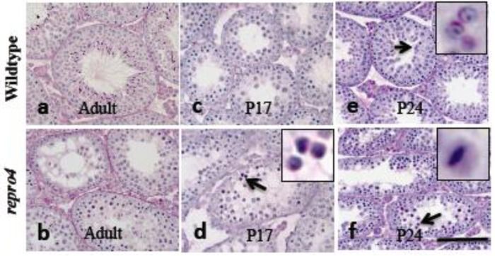 File:Repro4 mutation in Spermatocytes.jpg