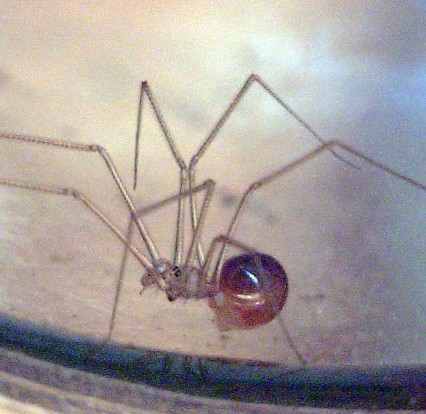 File:Spermophora senoculata pedipalps.jpg