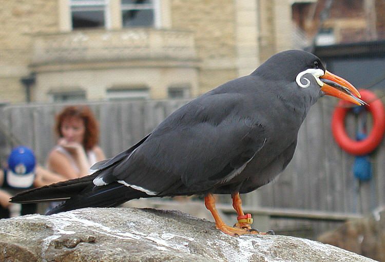 File:Tern.inca.bristol.750pix.jpg