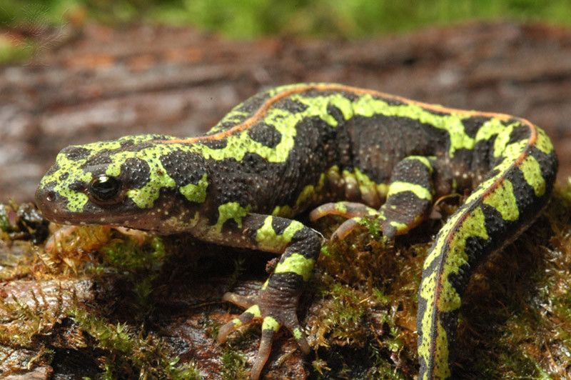 File:Triturus marmoratus, marbled newt.jpg