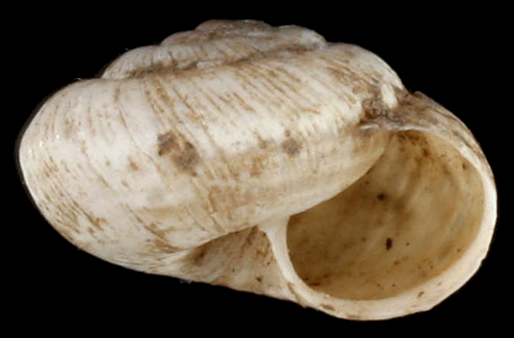 File:Xerocrassa geyeri shell.png