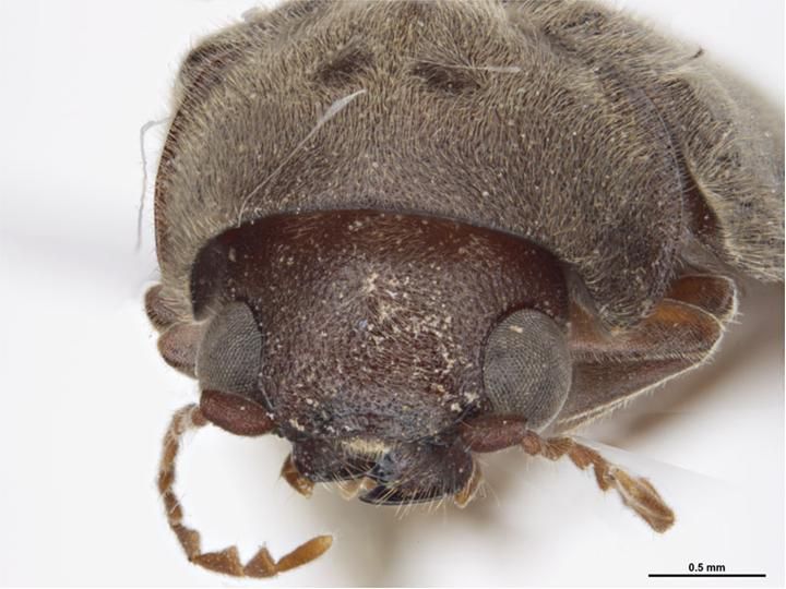 File:Xyletinus sp headshot.jpg