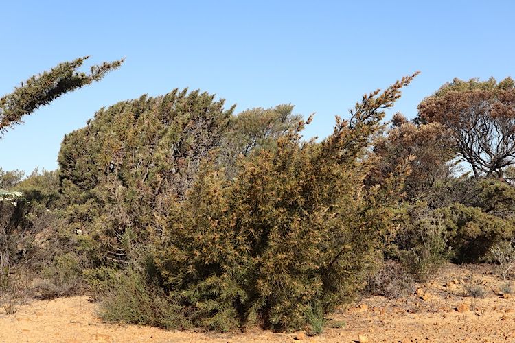 File:Allocasuarina pinaster habit.jpg