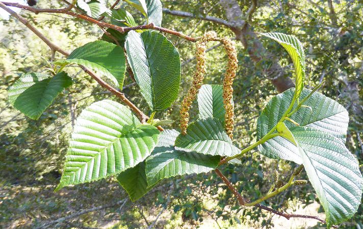 File:Alnus acuminata 2.jpg