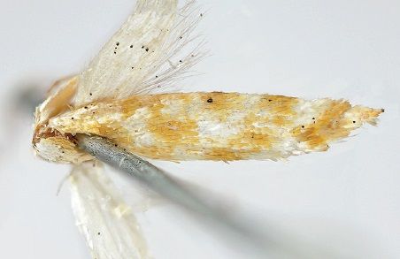 File:Argyresthia luteella.jpg