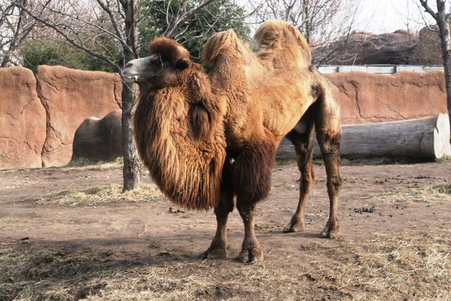 File:Bactrain Camel.jpg