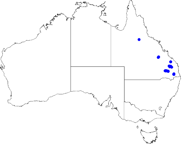 File:Boronia splendida DistMap113.png