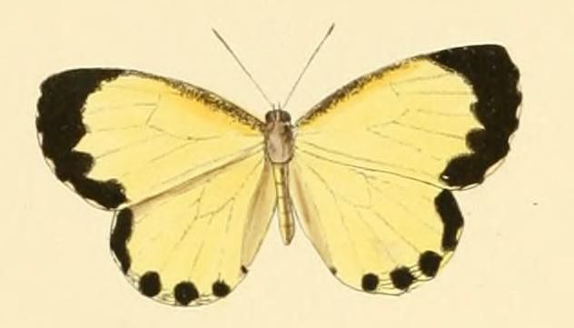 File:Citrinophila erastus.JPG