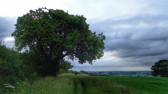 File:Cubbington pear tree.jpg