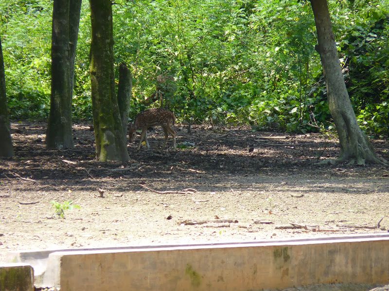 File:Deers at Adina Deer Park, Malda.jpg