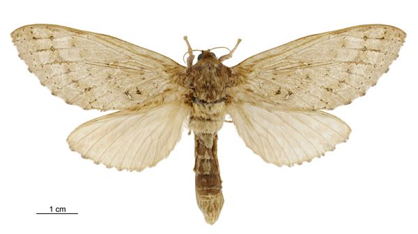 File:Dumbletonius unimaculatus female.jpg