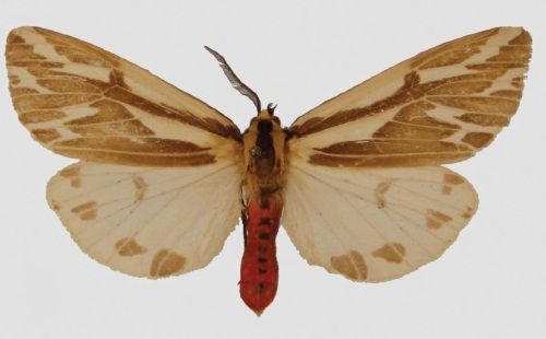 File:Eospilarctia yuennanica fansipana male.jpg