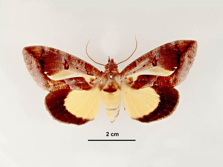 File:Eudocima iridescens female dorsal.jpg