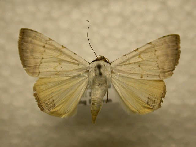 File:Eulepidotis alabastraria.jpg