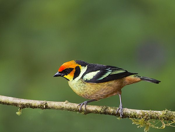 File:Flame-faced Tanager (4851596008).jpg