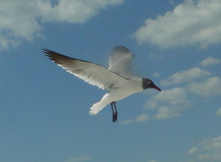 File:Flying Laughing Gull.jpg