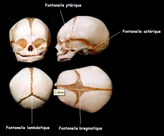 File:Fontanelle.png