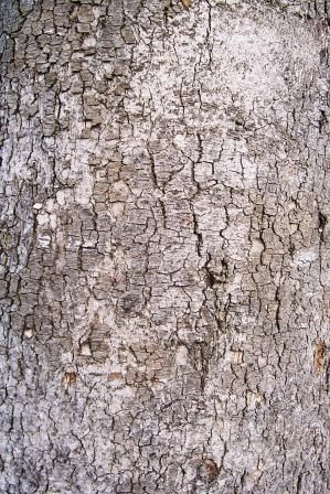 File:Gmelina-bark.JPG