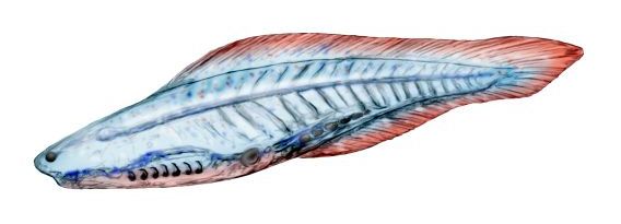 File:Haikouichthys cropped.jpg