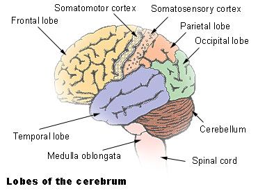 File:Illu cerebrum lobes.jpg