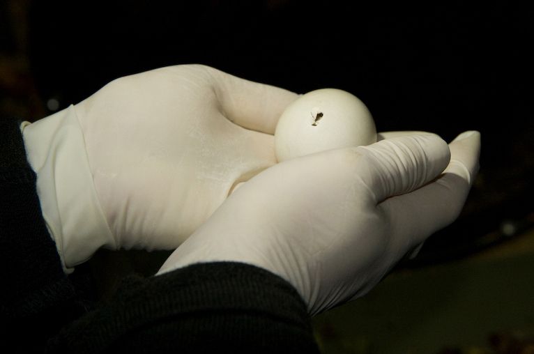 File:Kakapo egg hatching.jpg