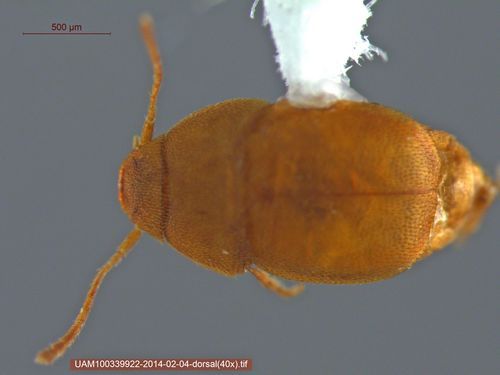 File:Leptinus occidentamericanus.jpg