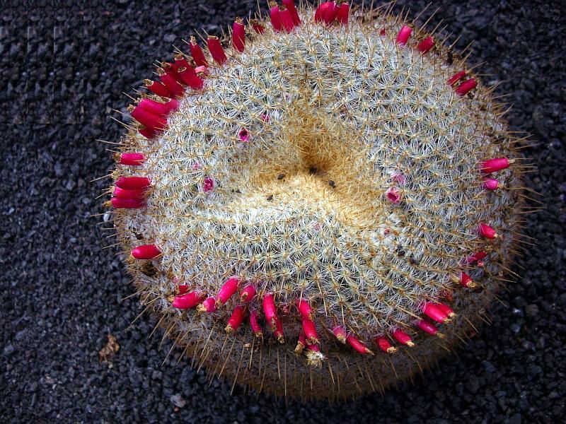 File:Mammillaria muehlenpfordtii.jpg