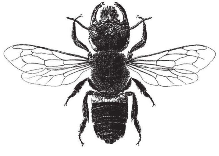 File:Megachile pluto.jpg