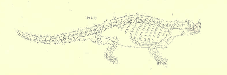 File:Megalania Owen 1880.png