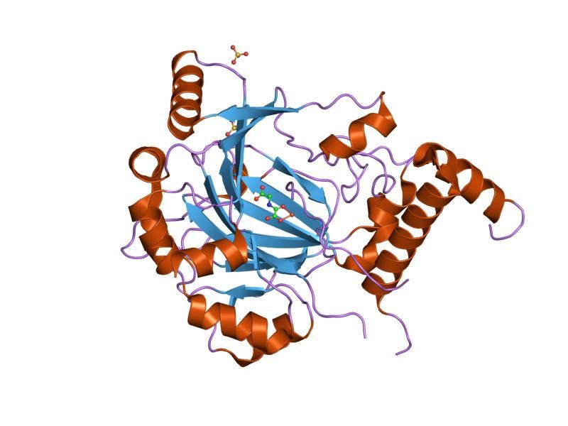 File:PDB 1h2k EBI.jpg