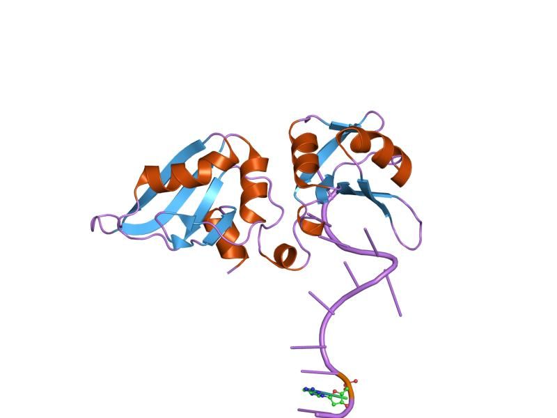 File:PDB 1u1r EBI.jpg