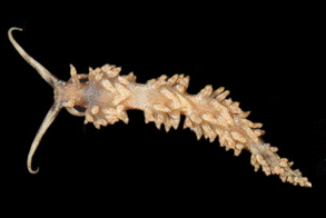 File:Palisa papillata 2.png