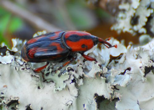 File:Palmettoweevil.jpg