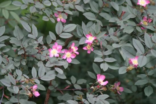 File:Rosa glauca img 2726.jpg