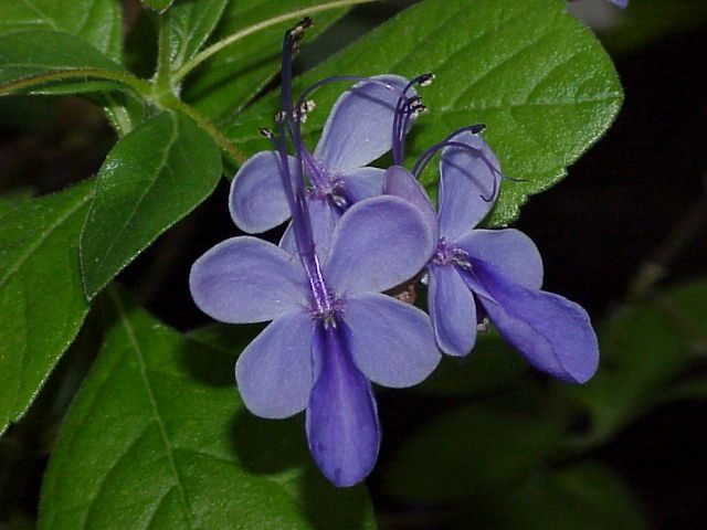 File:Rotheca myricoides (119832510).jpg