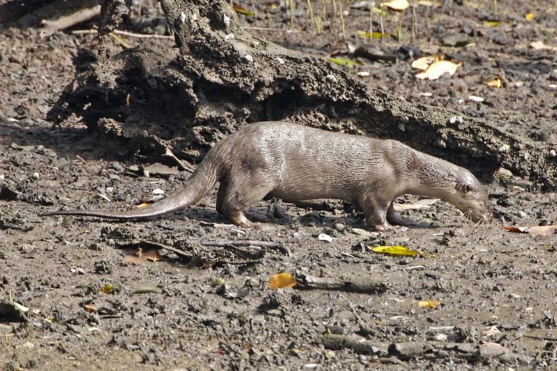 File:Smooth-coated Otter (Lutrogale perspicillata).jpg