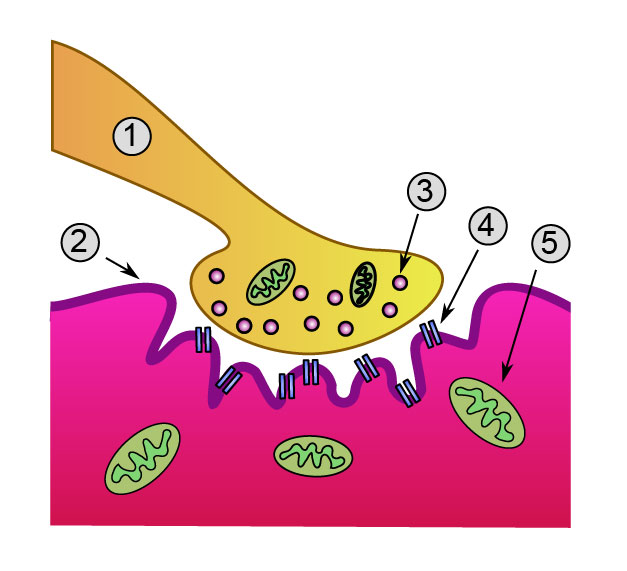 File:Synapse diag4.png