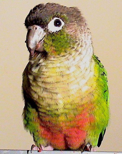 File:Yellowsided GreenCheek named roo.jpg