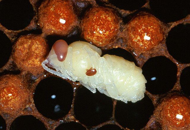 File:Adult female varroa mite.jpg