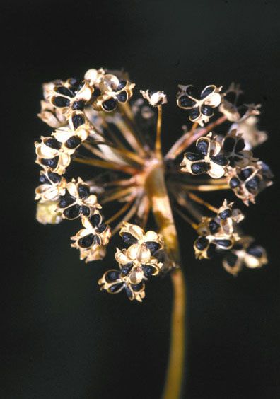 File:Allium cernuum seed head.jpg