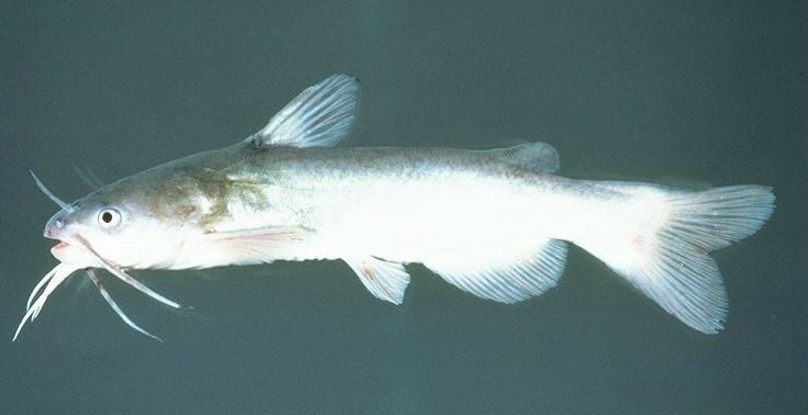 File:Ameiurus catus.jpg