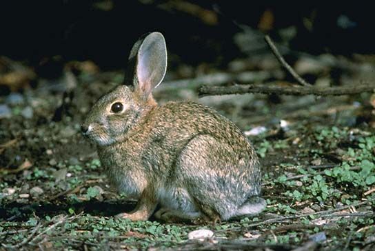 File:American Rabbit.jpg