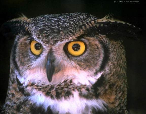 File:B owl-face.jpg