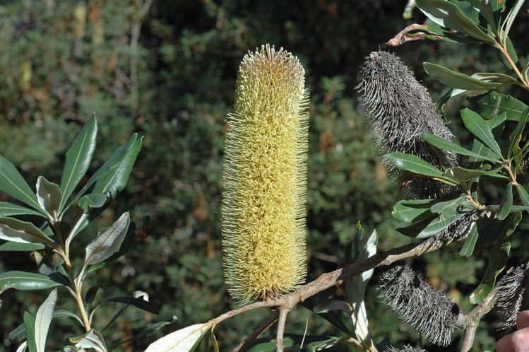 File:Banksia conferta.jpg